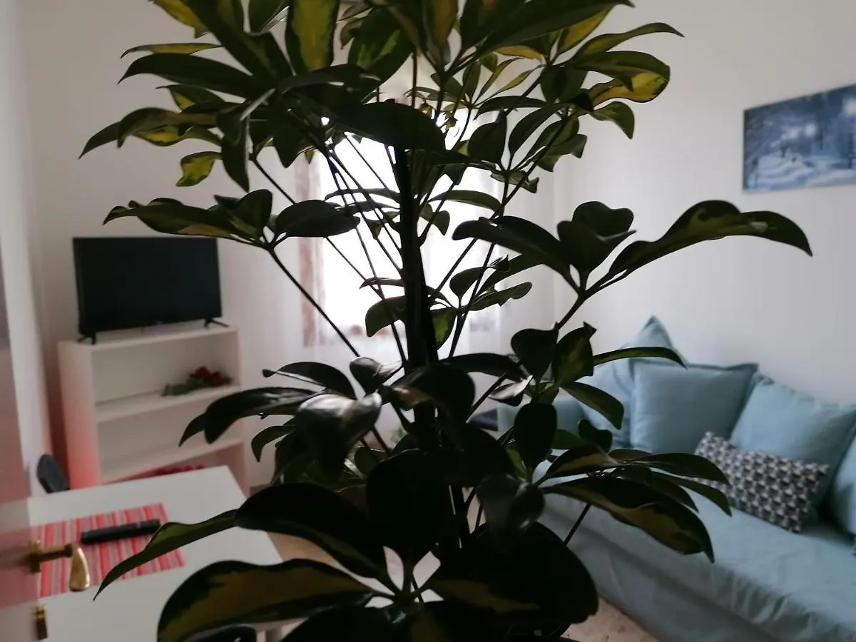 Giuseppe House Apartment Pisa Italy
